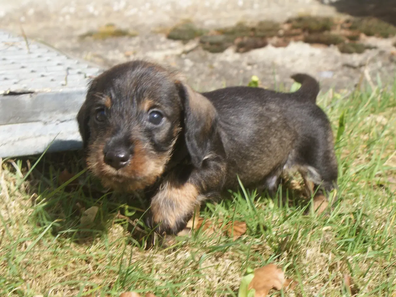 Billede 5 - Ruhåret dværg gravhunde hvalpe