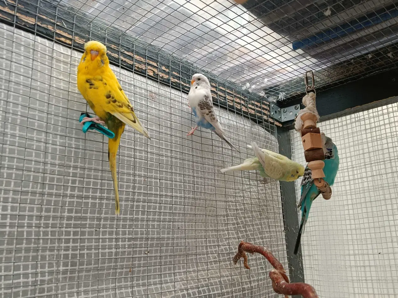 Billede 5 - Undulat familie søger nyt hjem.