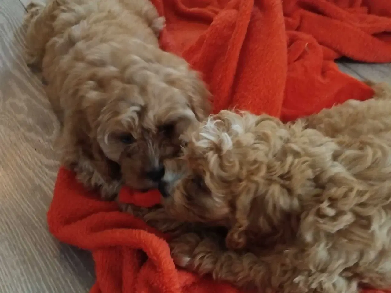 Billede 8 - Lækre bløde cavapoo hvalpe 
