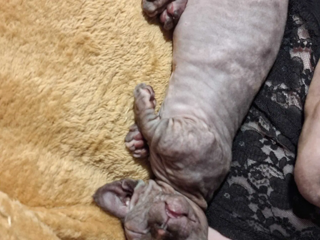 Billede 1 - Dwelf, Sphynx