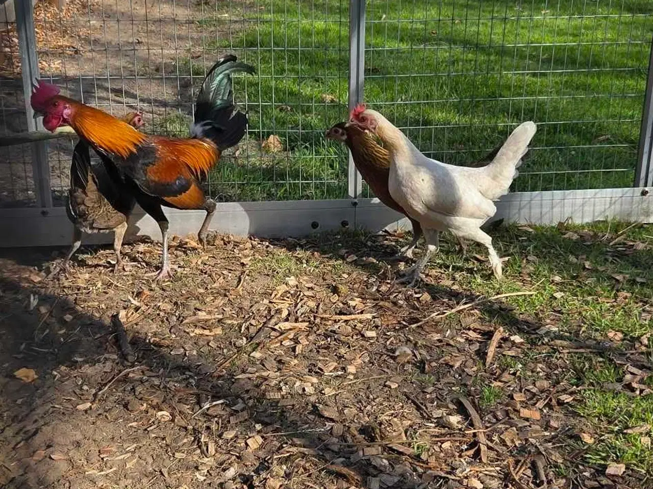 Billede 2 - Små dværghøns 