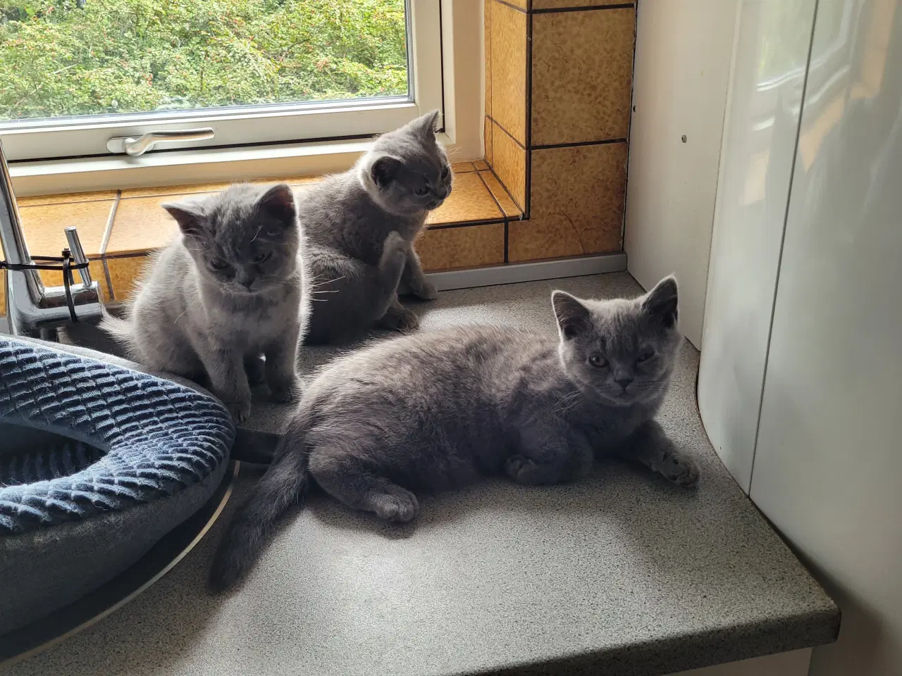 Billede 2 - British Shorthair blå