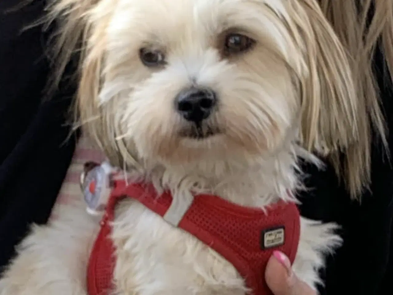 Billede 11 - Shih tzu hvalpe