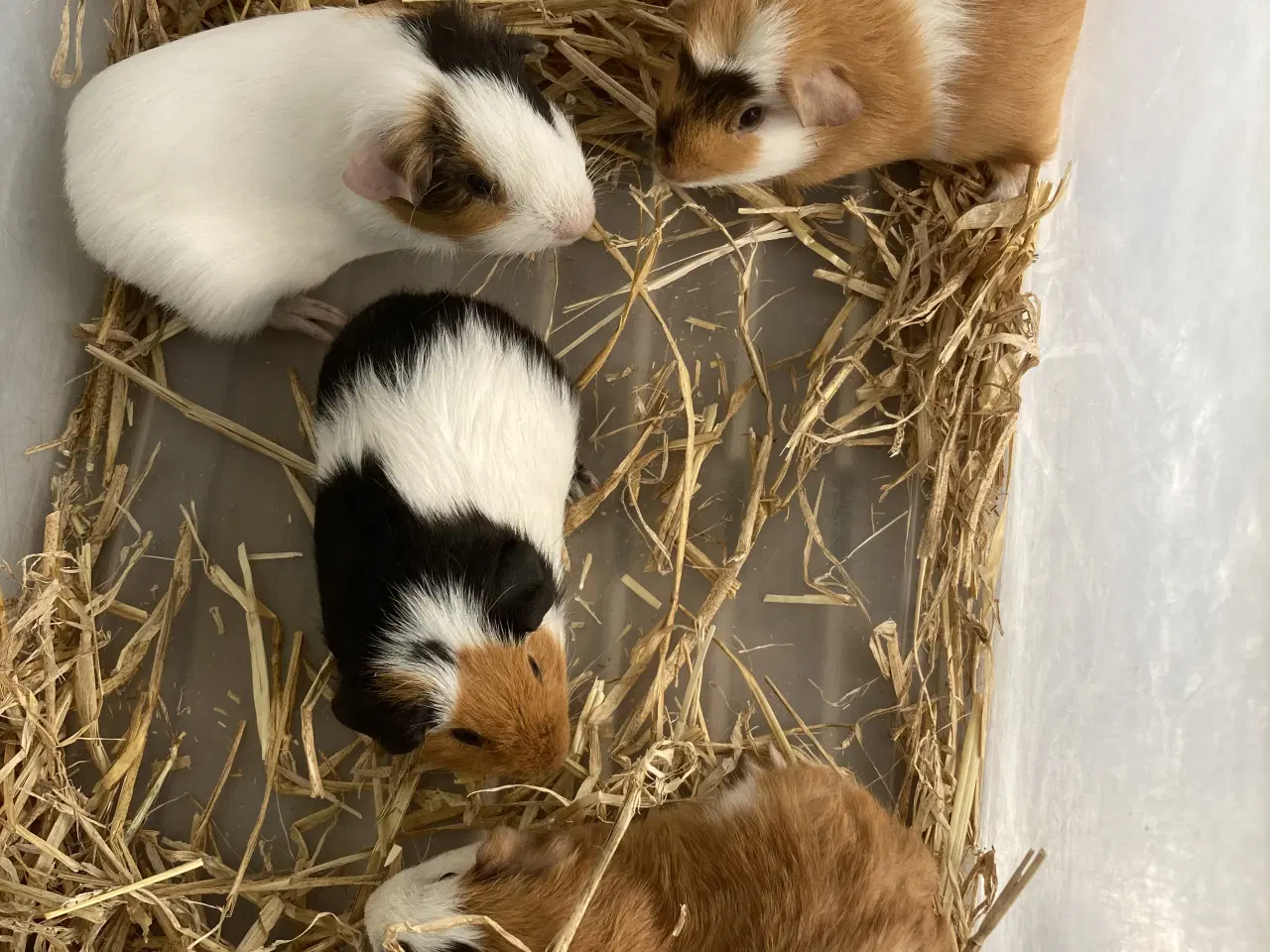 Billede 2 - Korthåret Marsvin 🐹 