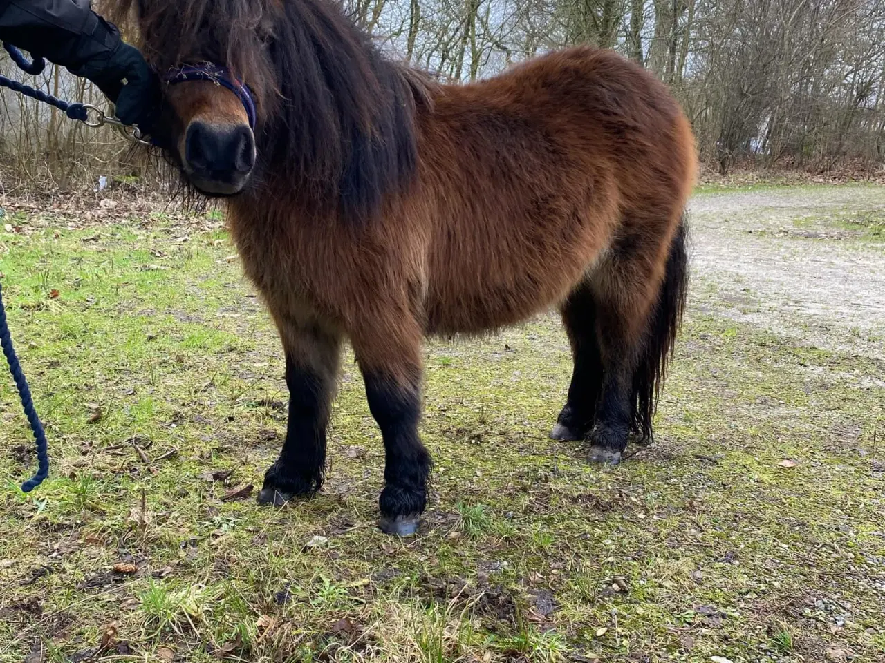 Billede 3 - Lækker shetlænder hoppe