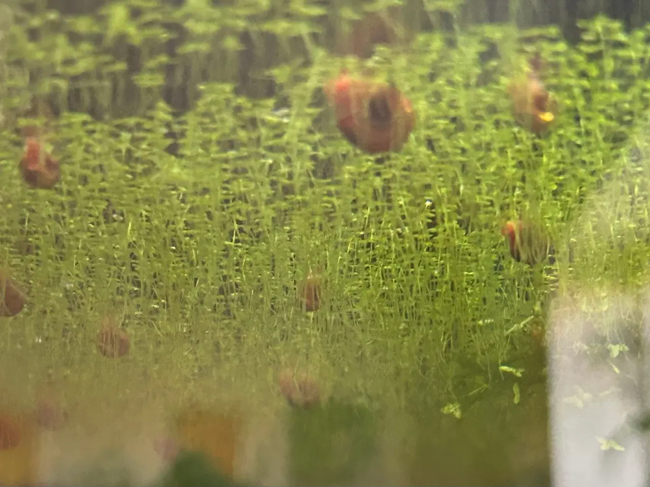 Billede 2 - 🐌 Orange Posthornsnegle – Unge voksne 