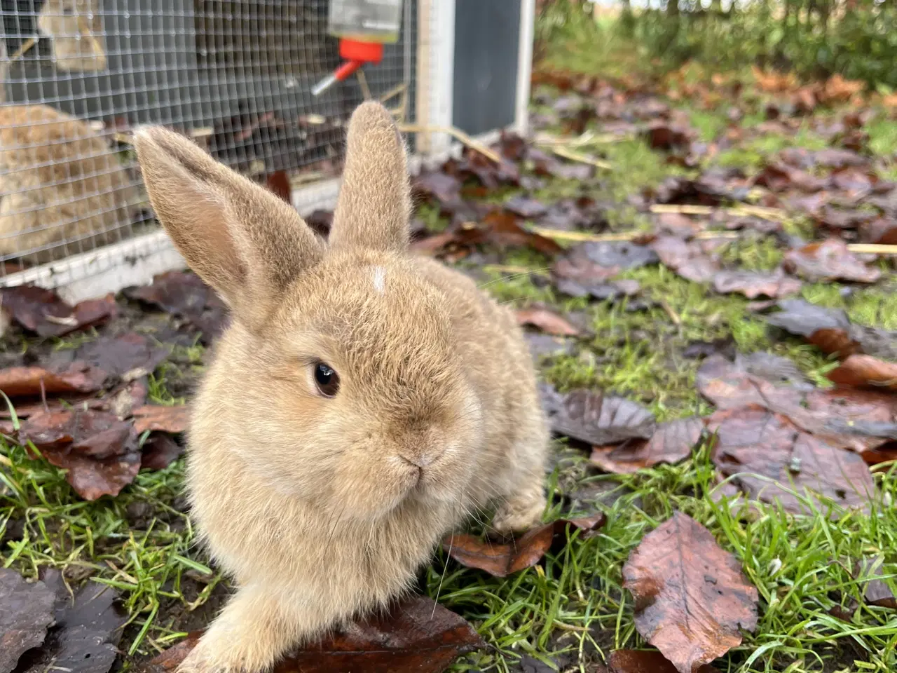 Billede 3 - Minilop kaninunge, børnevant og tam