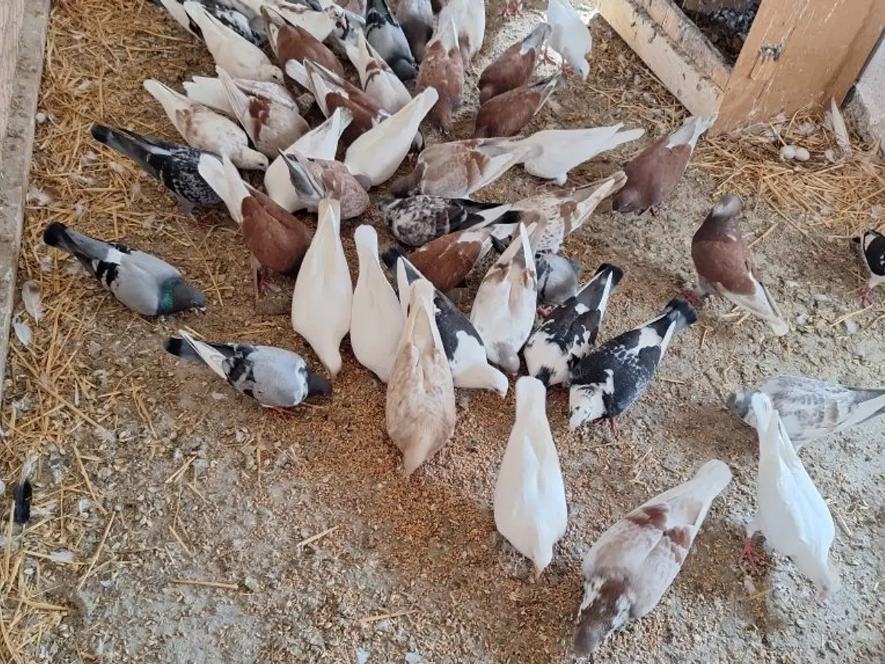 Billede 1 - Månedsduer