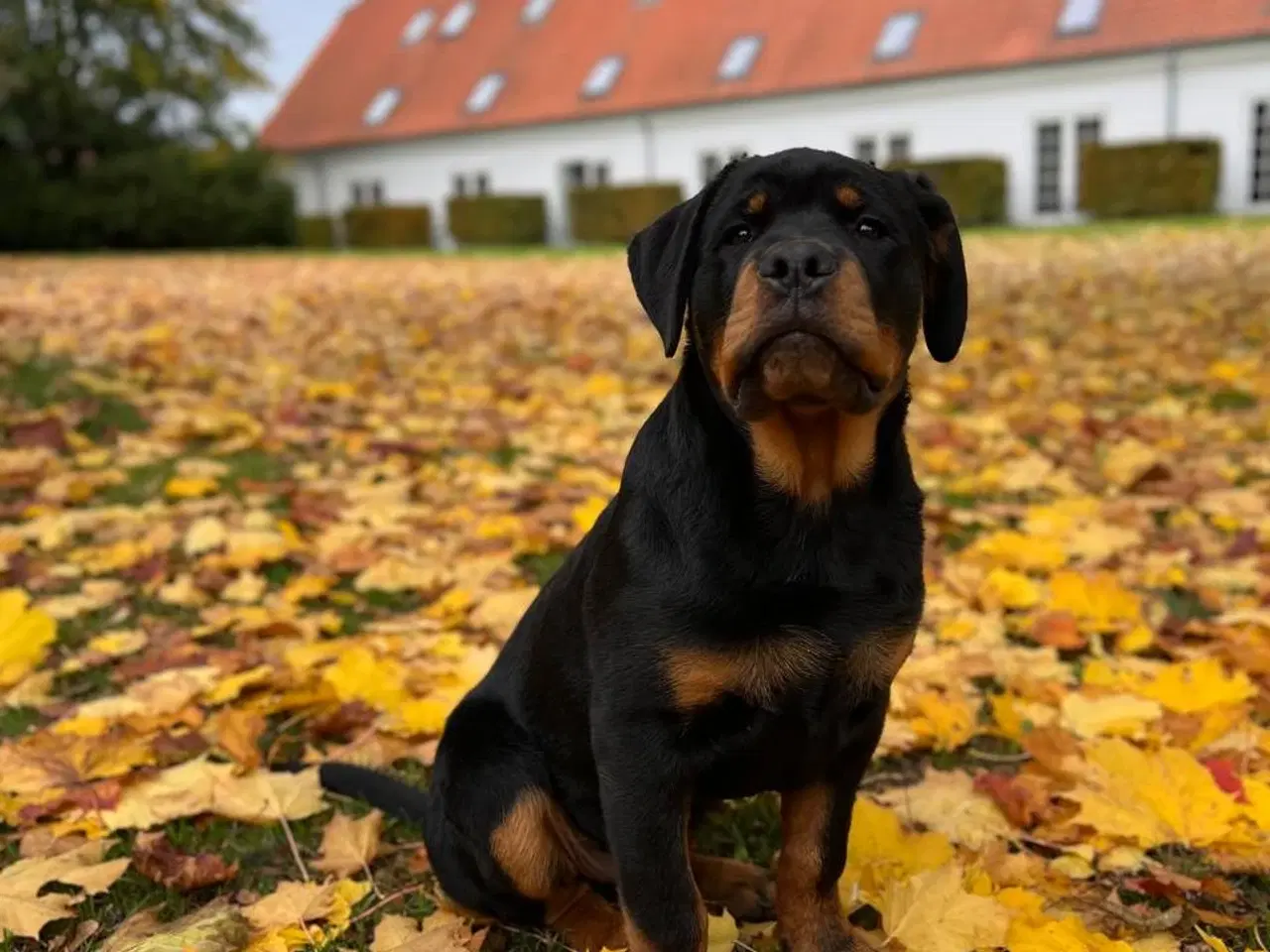 Billede 8 - Rottweiler hvalpe 