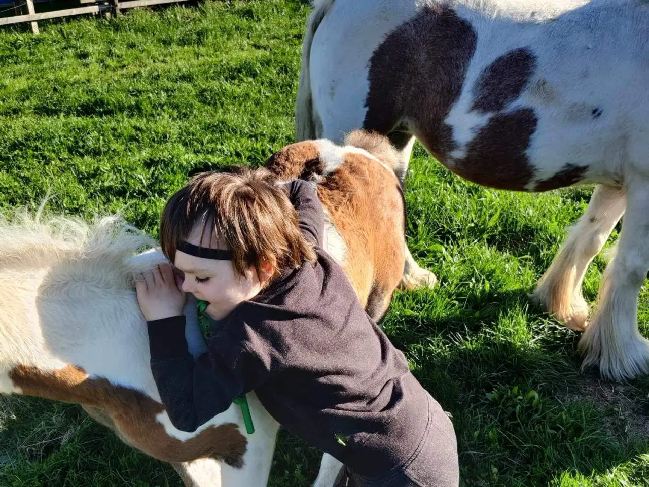 Billede 5 - Mini irish cob 