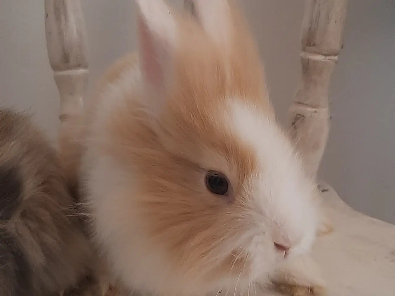 Billede 4 - 8 Unge kaniner🐰🐇 forskellige racer