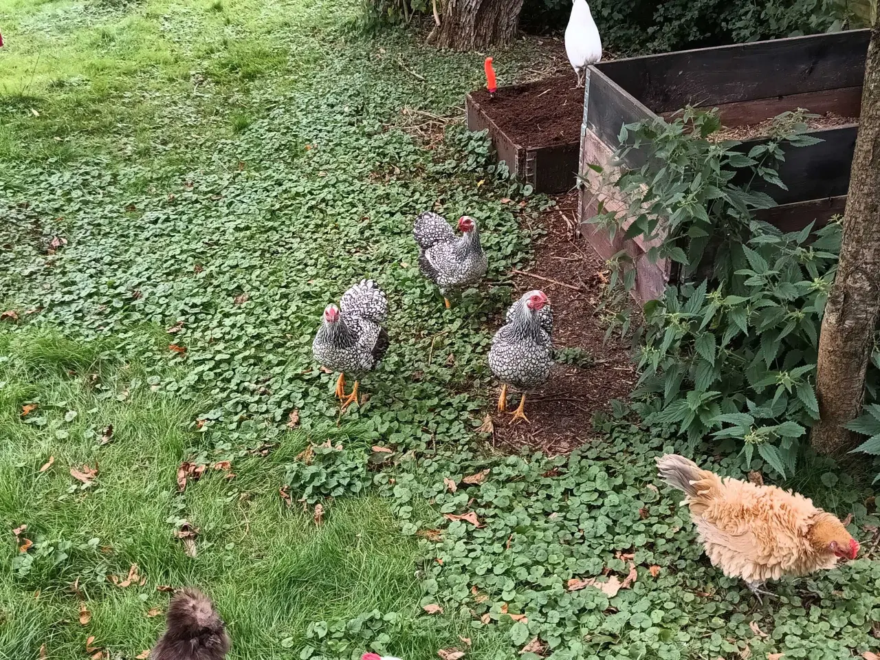 Billede 5 - Dværg mix kyllinger