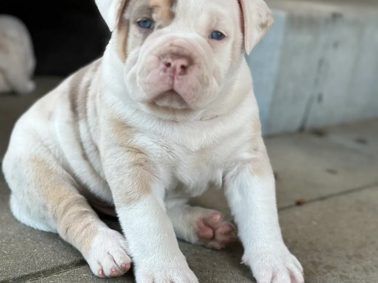Billede 3 - Old English Bulldog 