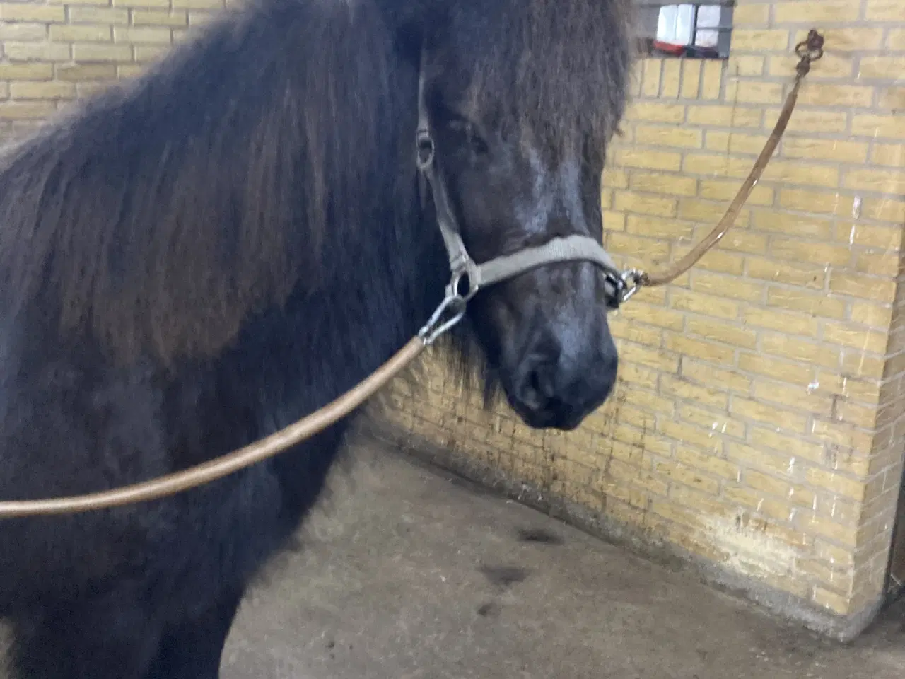 Billede 1 - Islænder hoppe