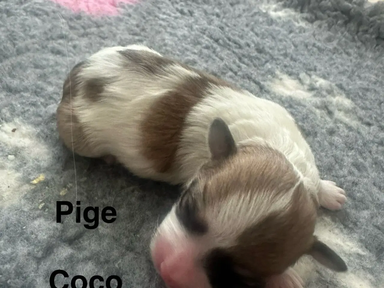 Billede 5 - Lhasa apso hvalpe