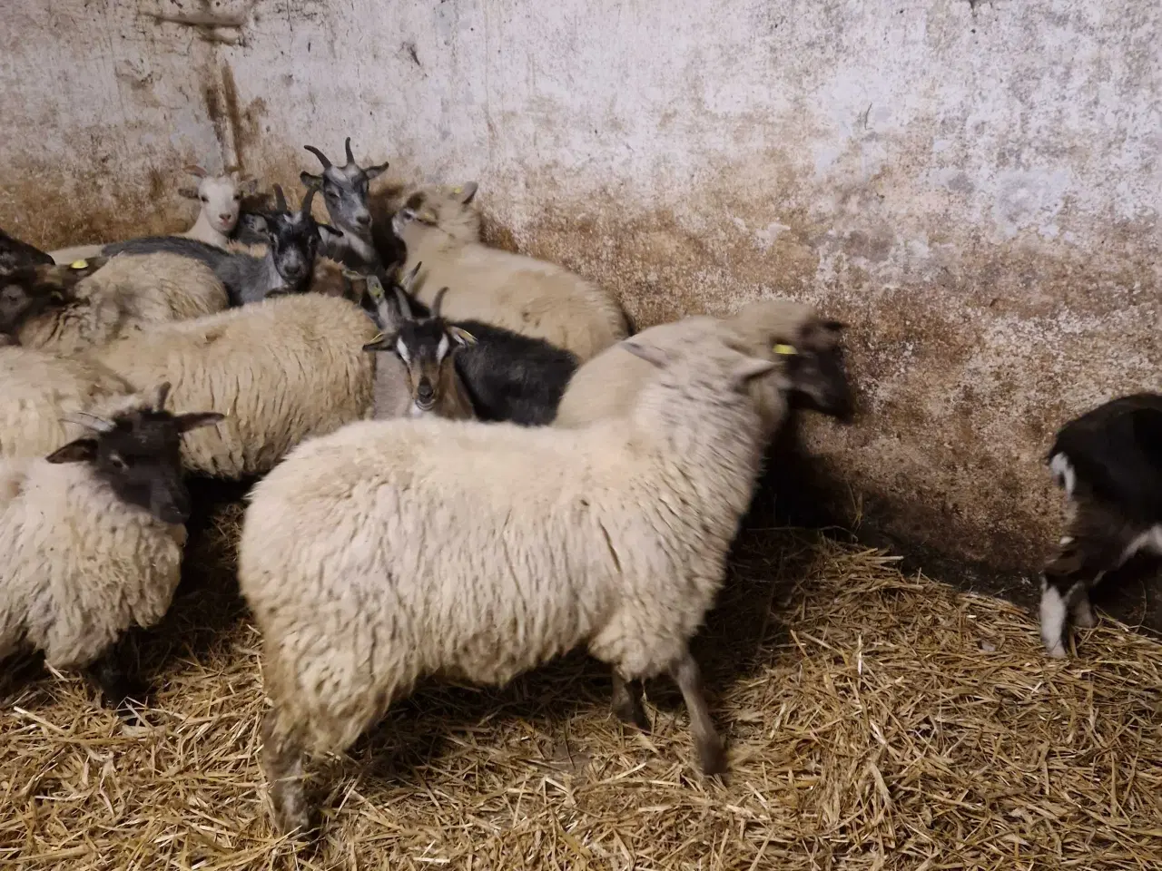 Billede 4 - Landrace gimmerlam 