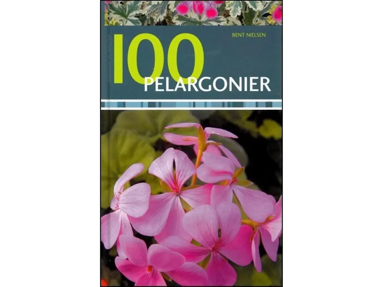 Billede 1 - 100 Pelargonier