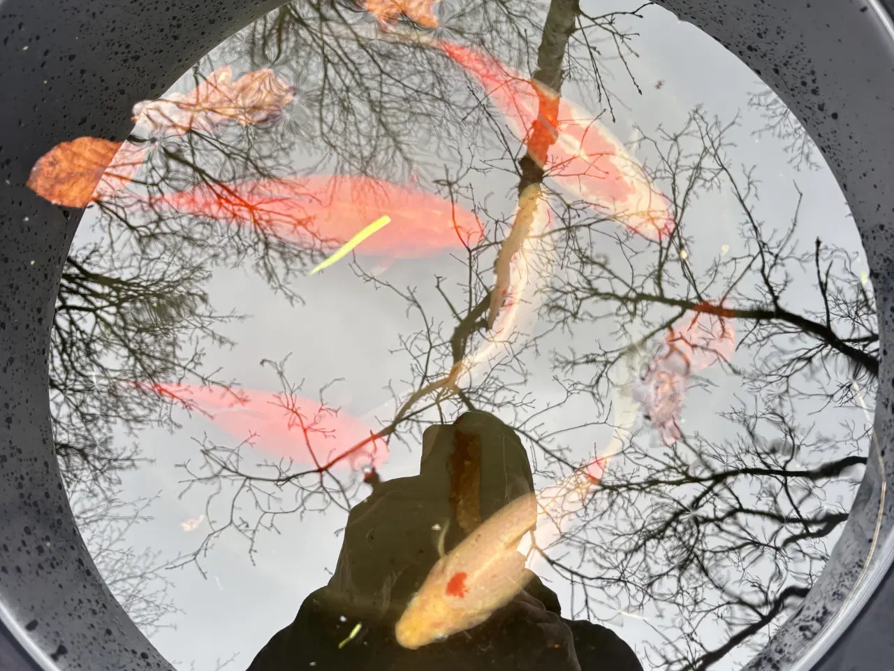 Billede 1 - Store guldfisk 20-28cm