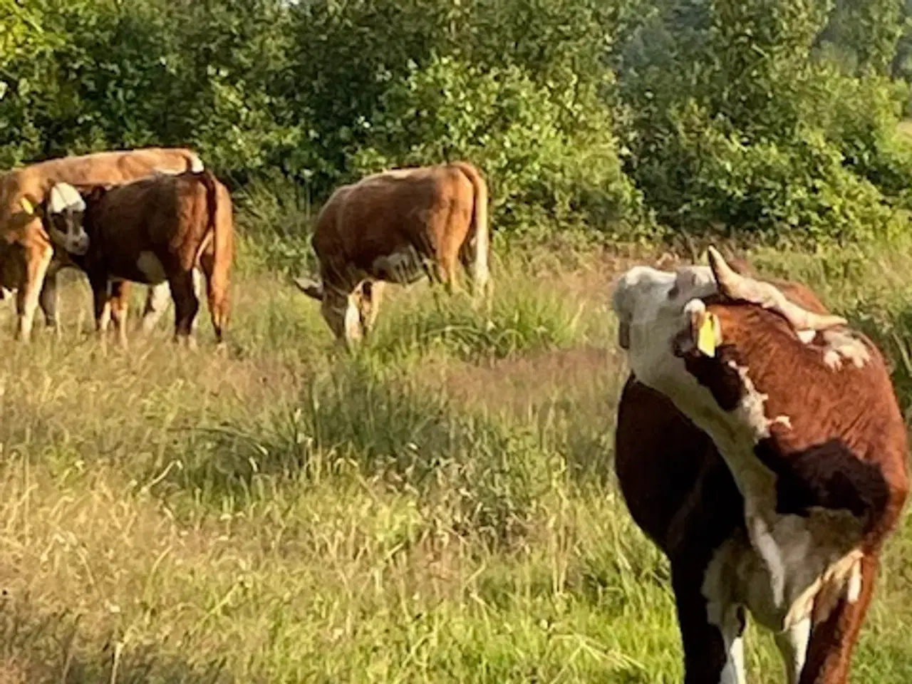 Billede 5 - Kødkvæg kvier hereford kryds