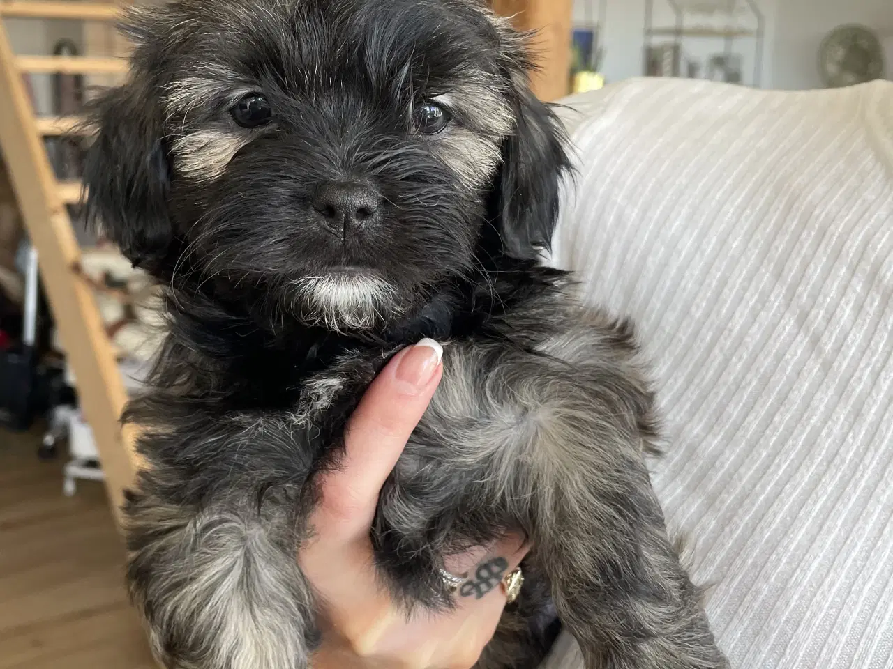 Billede 6 - Bichon Havanais/Shih Tzu hvalpe 6 uger