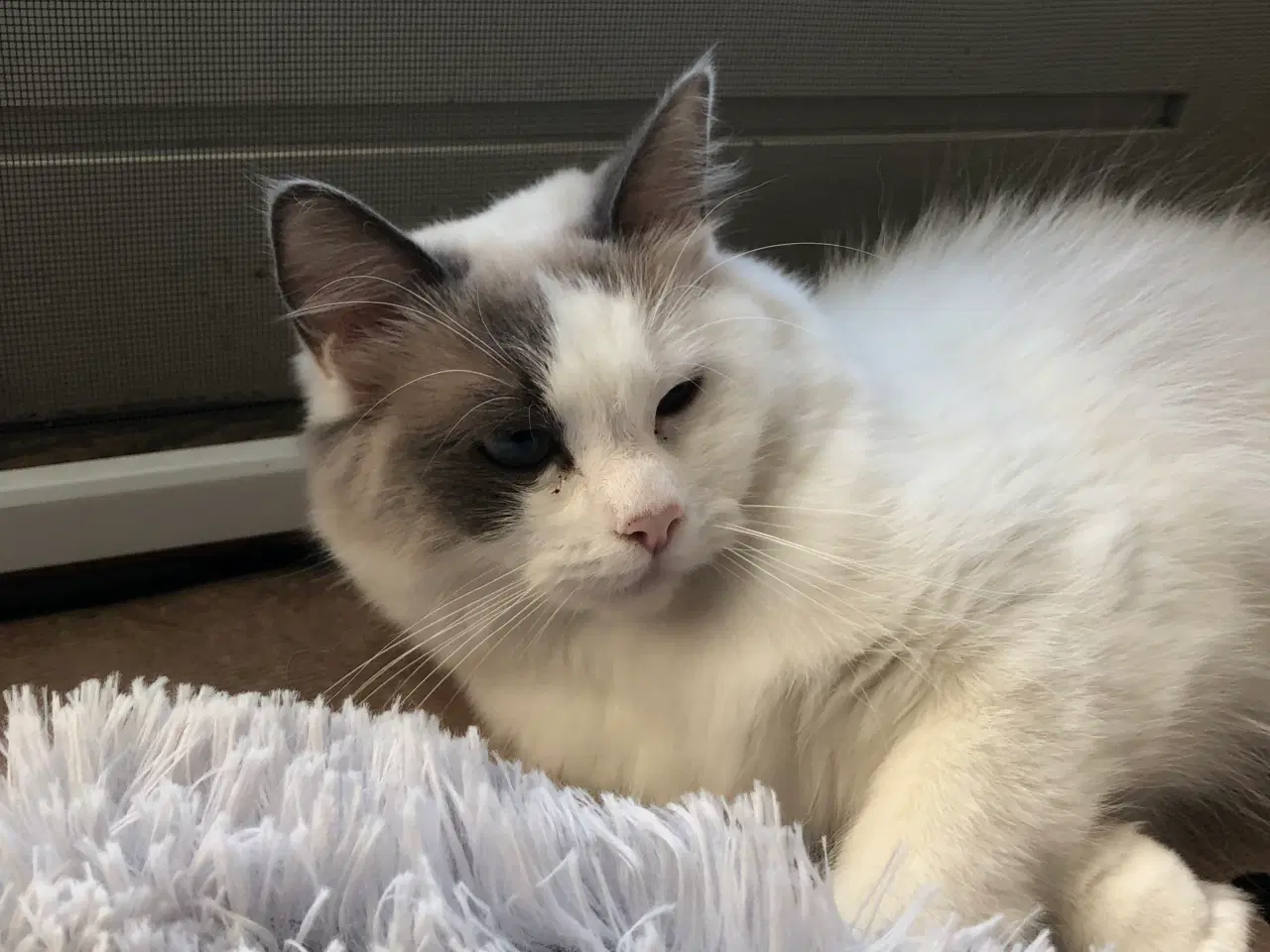Billede 4 - Ragdoll pige søger det bedste hjem