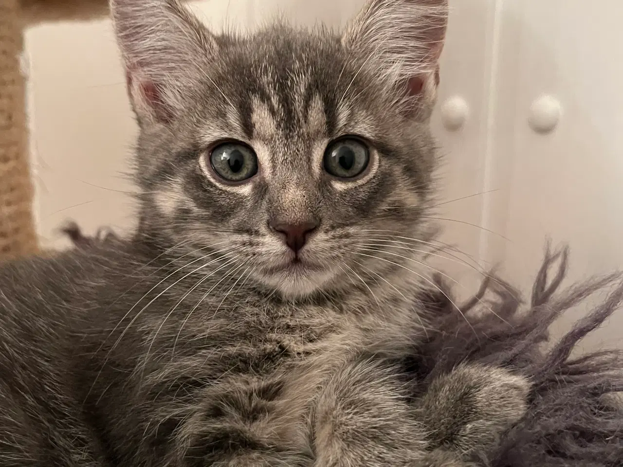 Billede 3 - Grå / blå hunkat