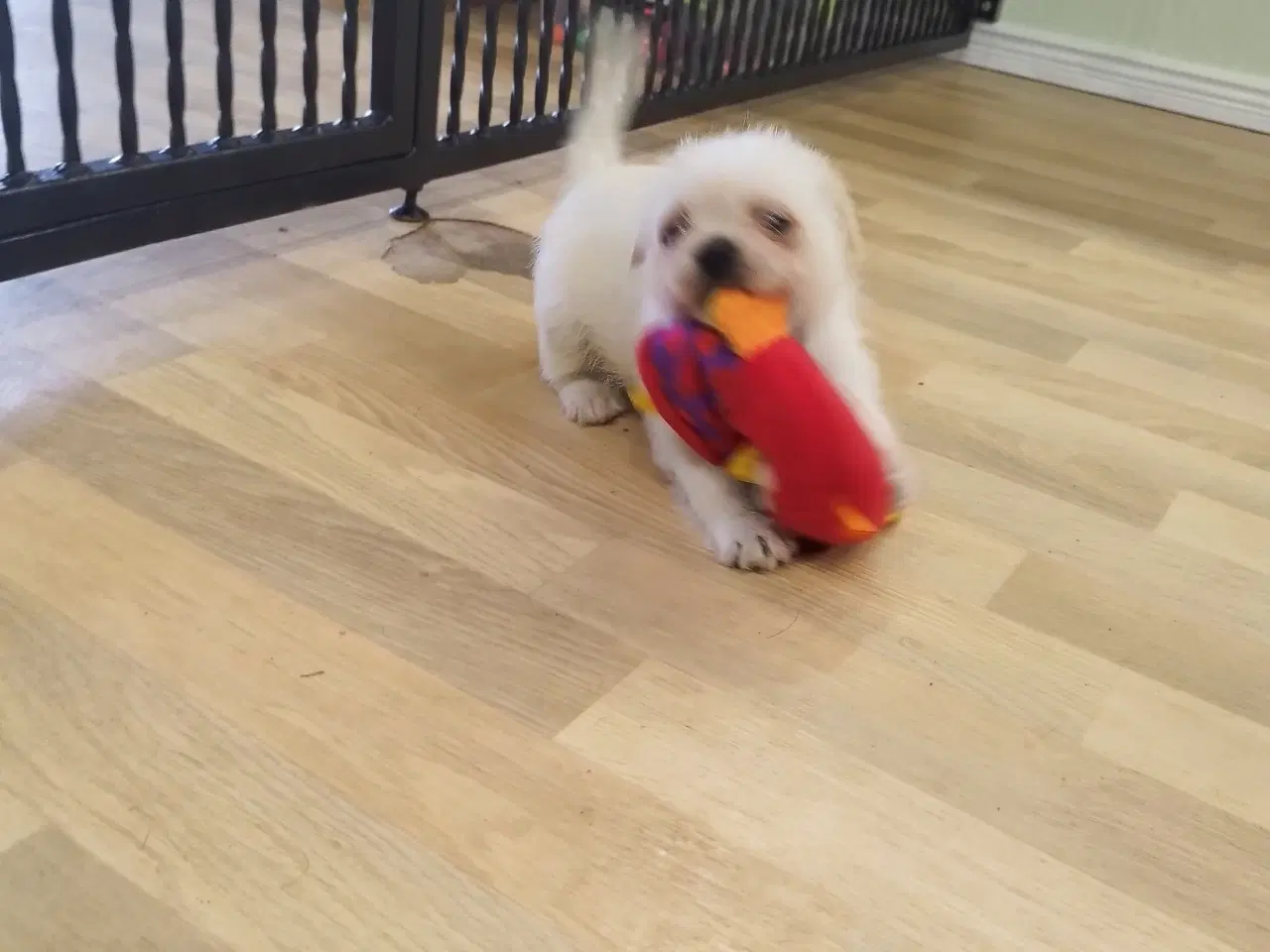 Billede 3 - Mops/Coton hvalpe 