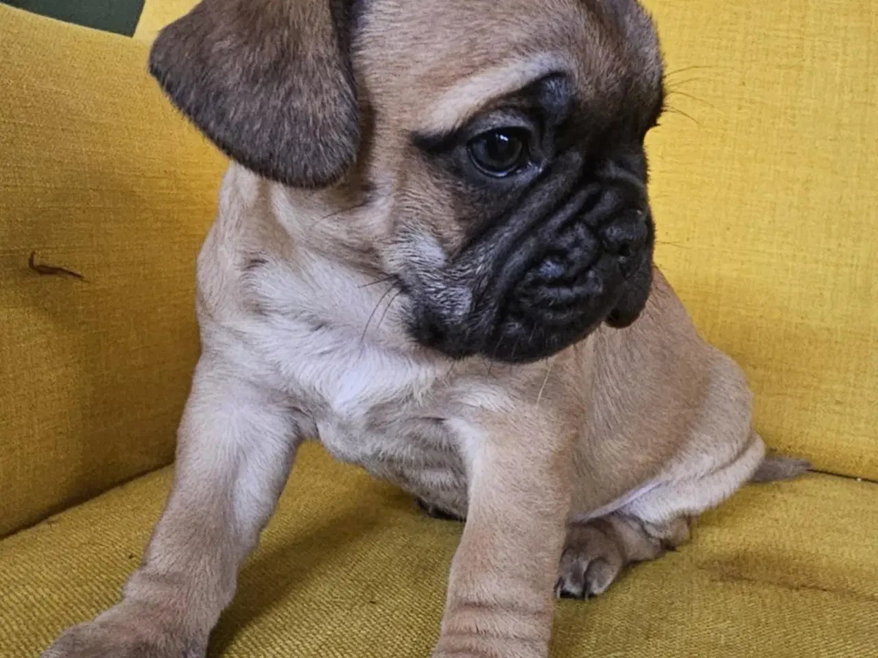 Billede 2 - Søde og vel socialiserede hvalpe.