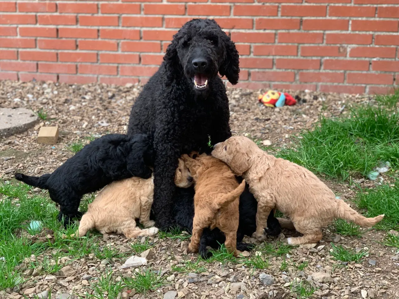 Billede 16 - Mini Golden Doodle F1B babyer 