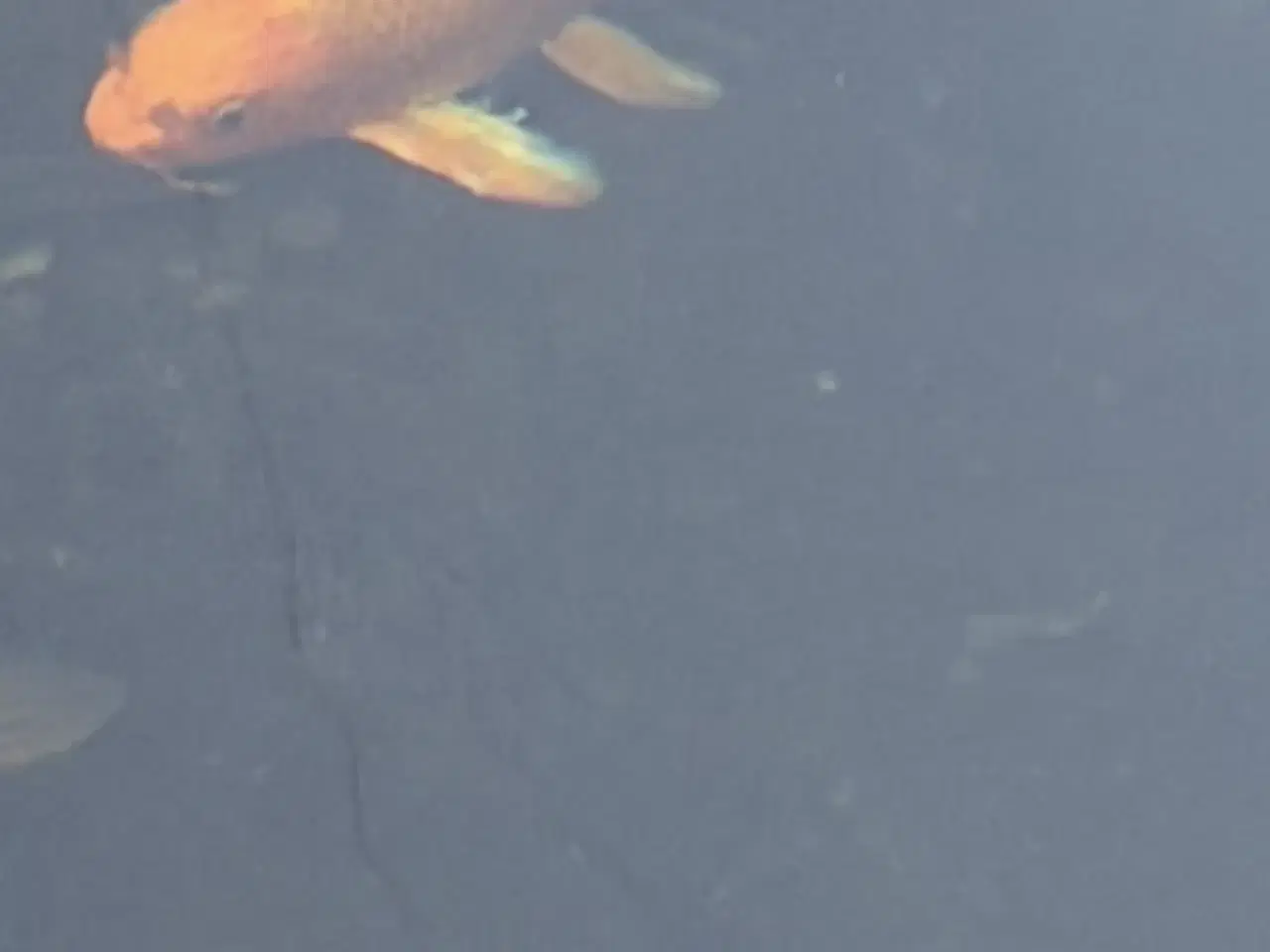 Billede 1 - Butterfly koi karper