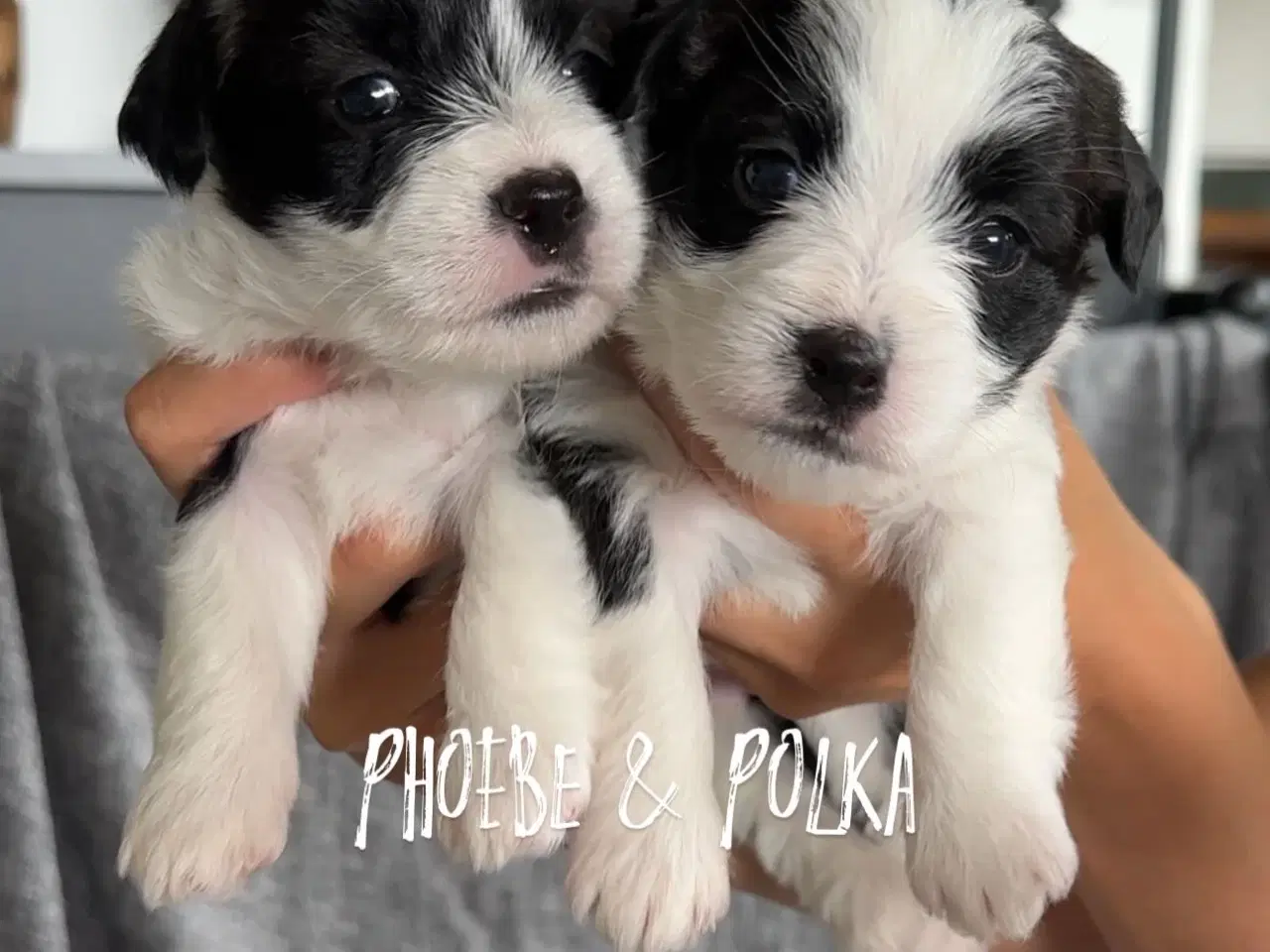 Billede 4 - Jack Russel-Bichon Havanais hvalpe