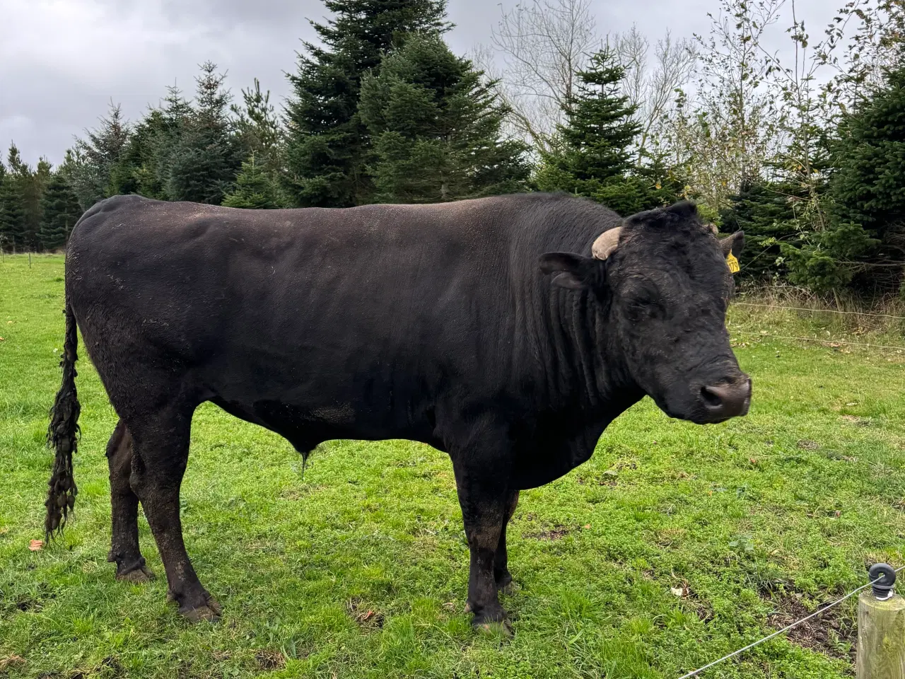 Billede 6 - Wagyu køer og tyr for salg