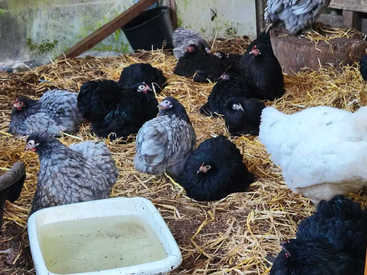 Billede 1 - Dv cochin   unge gode æglæggere   gode skrukhøns 