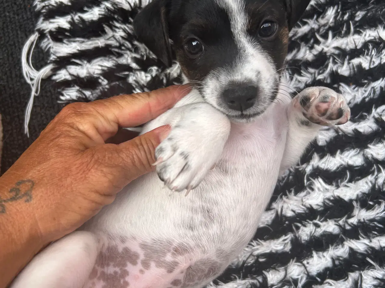 Billede 4 - Hund