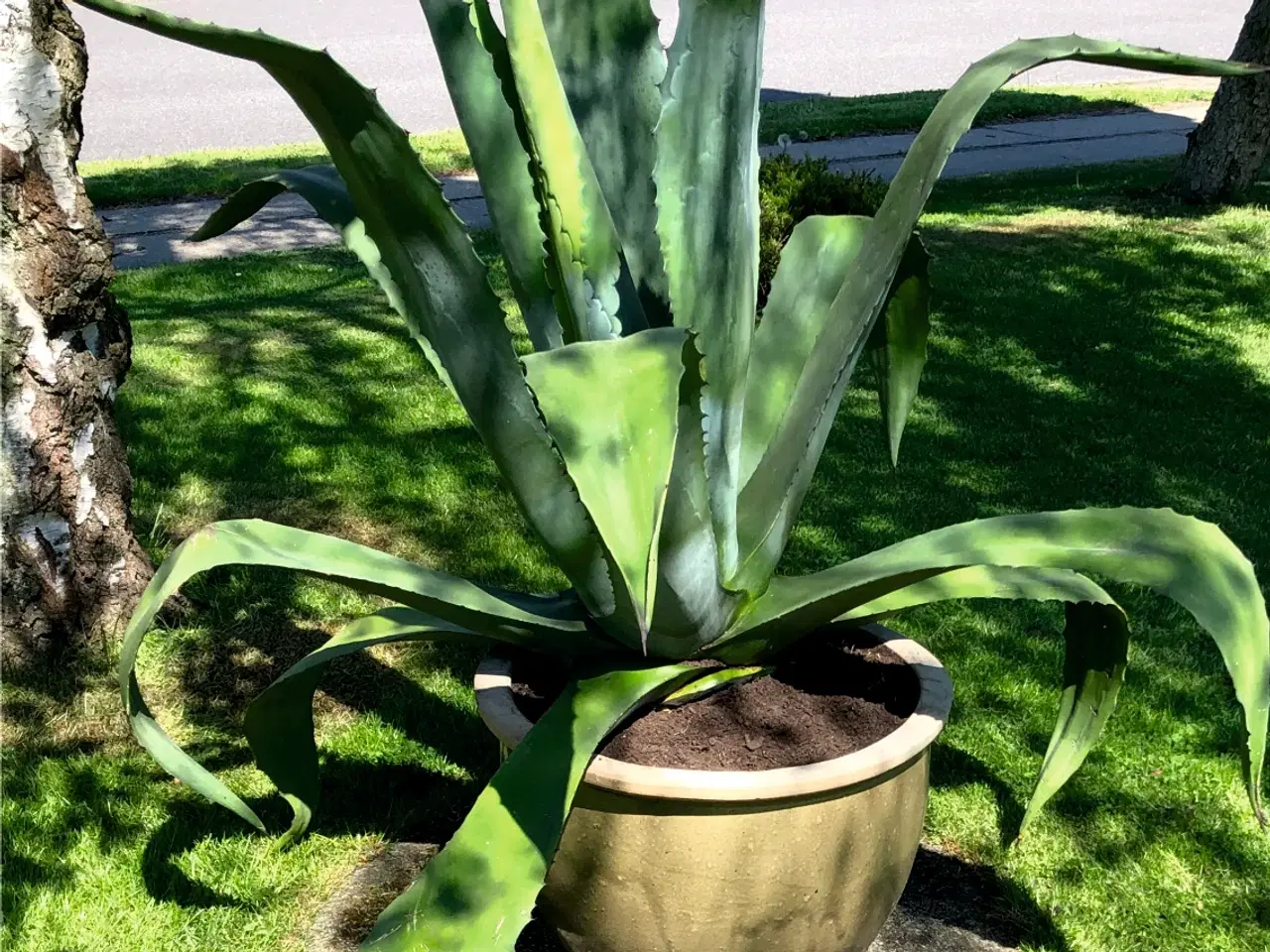 Billede 3 - Agave stor og flot plante Højde 118 cm. Bredde 110