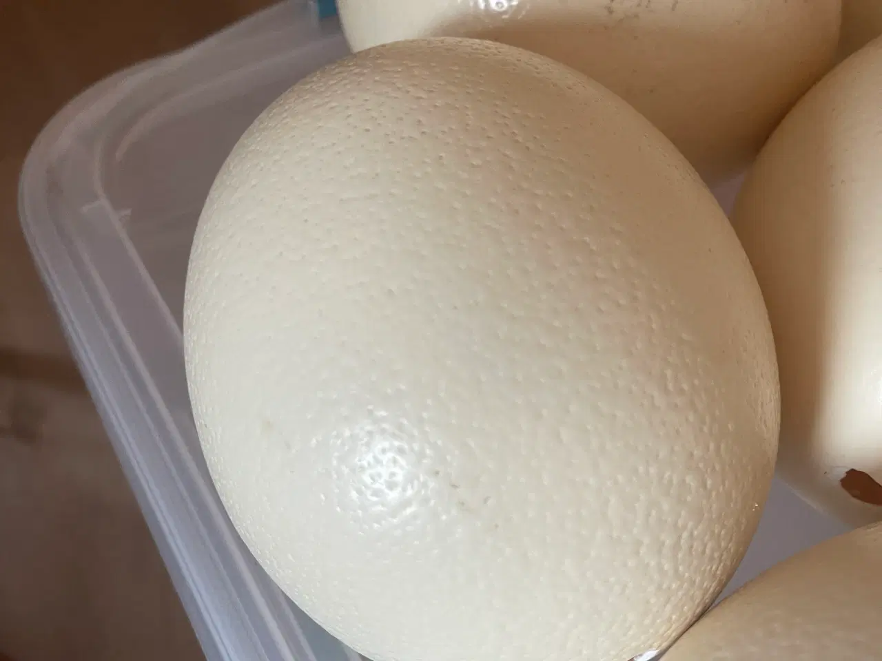 Billede 2 - Strudseæg sælges pr stk eller samlet