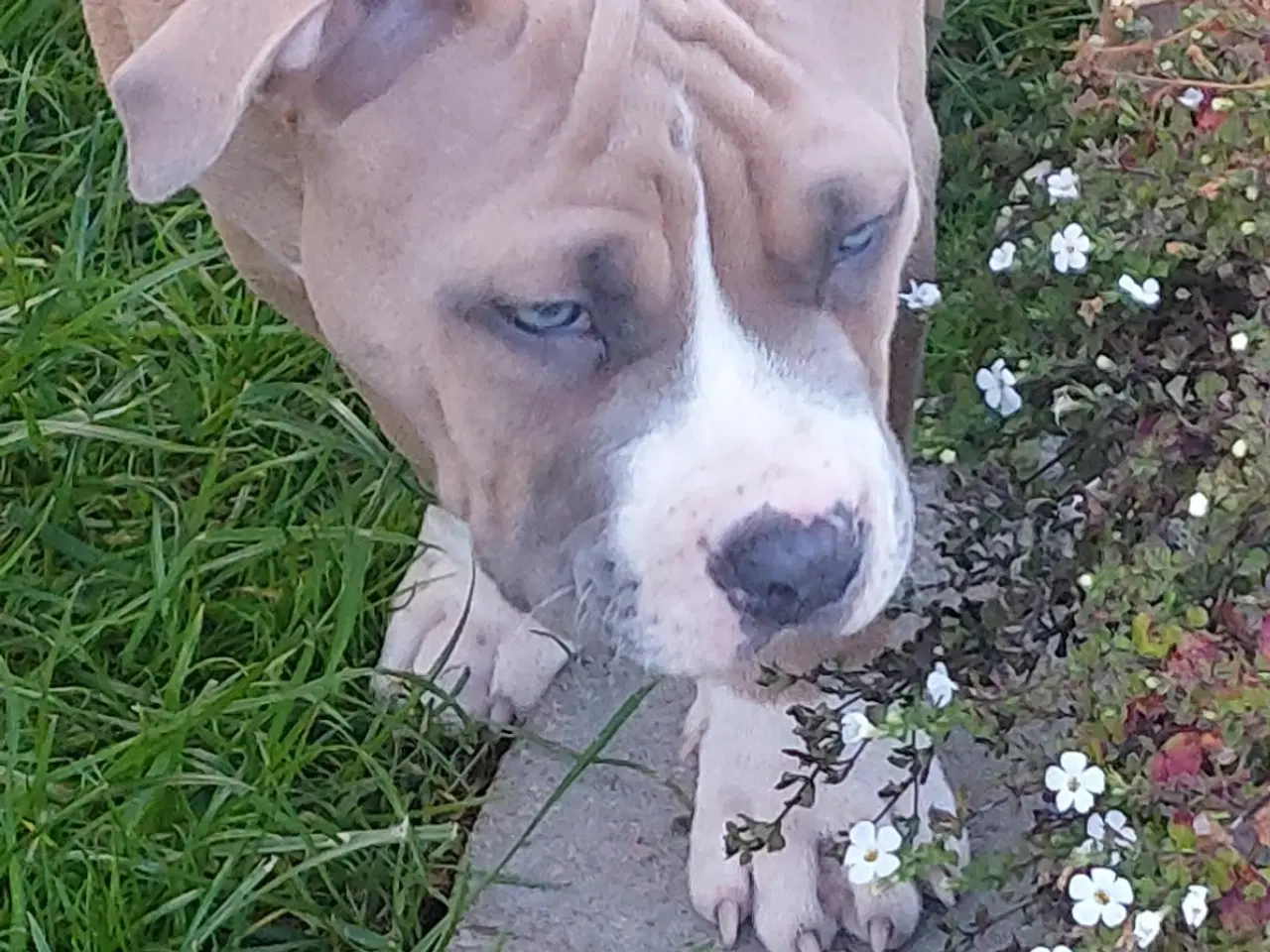 Billede 2 - American bully hvalpe 
