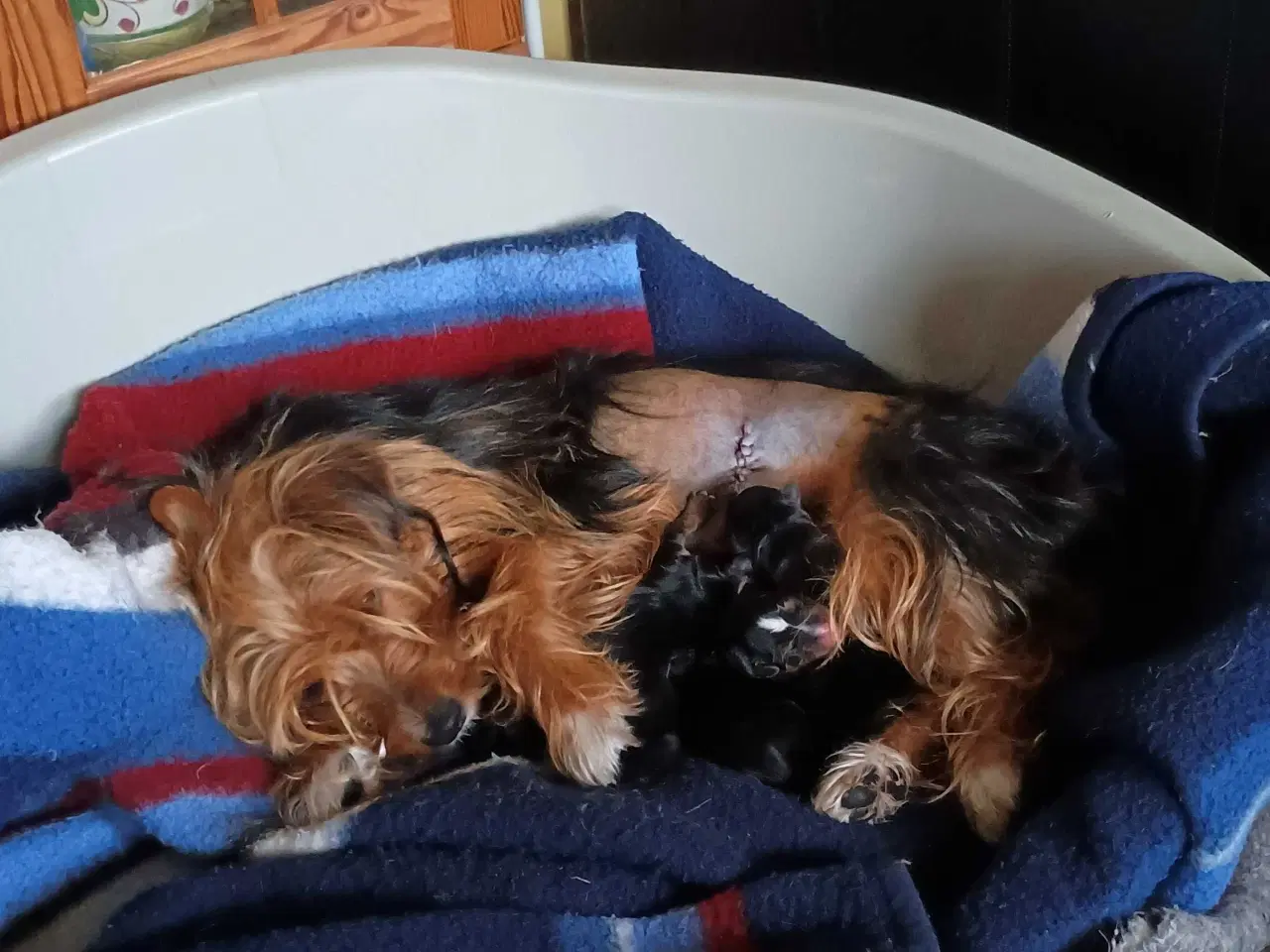 Billede 7 - Yorkshire Terrier hvalpe 
