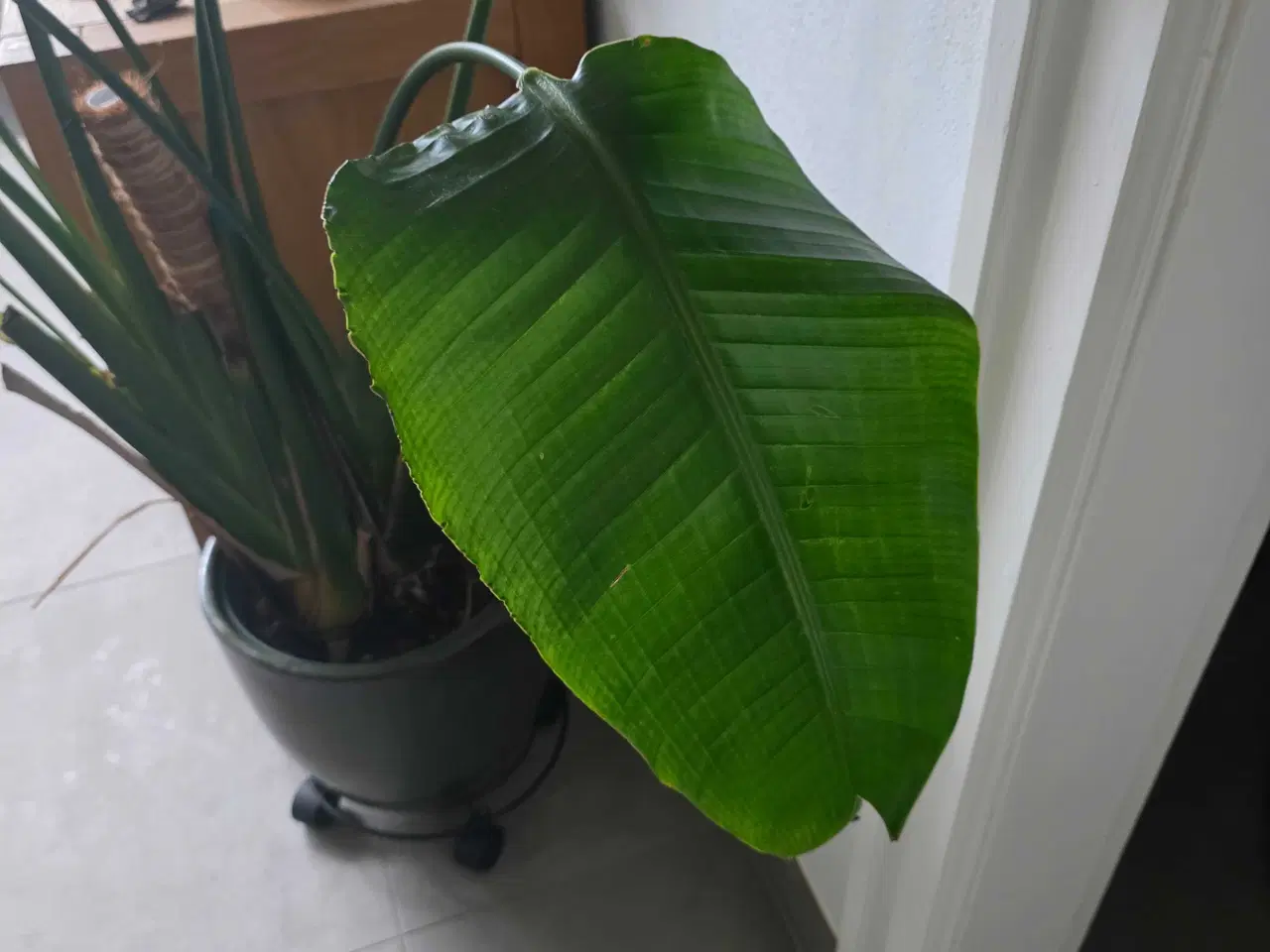 Billede 6 - Paradisfugl plante 150 cm. (Strelitzia 'Nicolai')