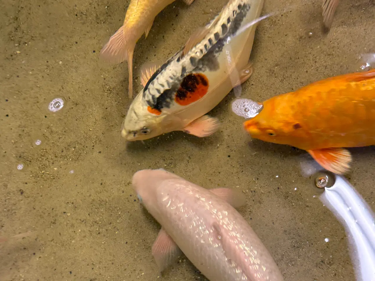 Billede 1 - Koier til salg 