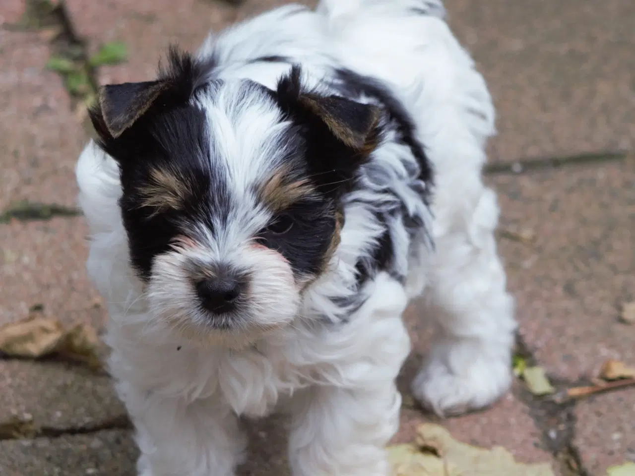Billede 4 - Biewer Yorkshire terrier 