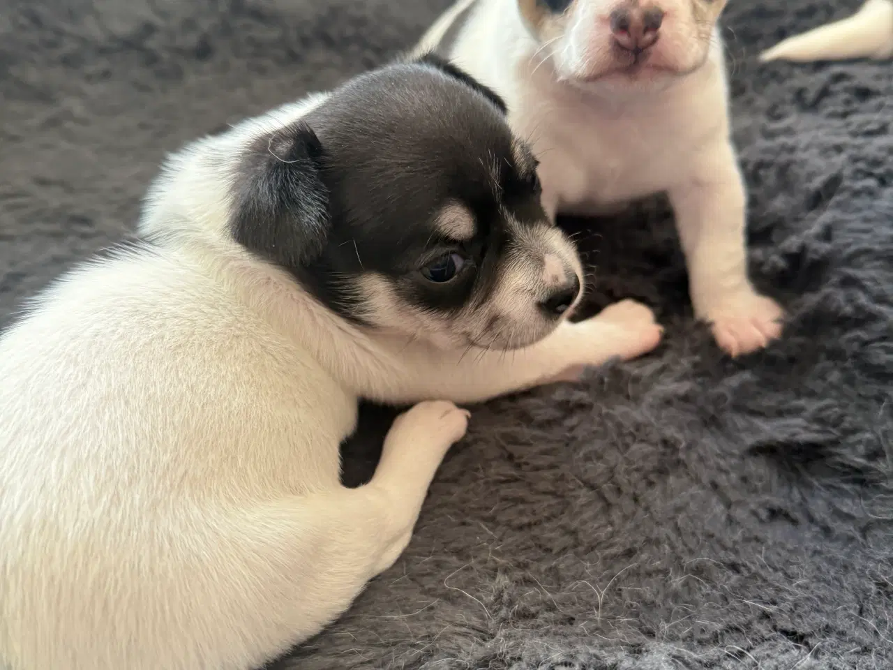 Billede 7 - Mini Pomaranin/papillon 