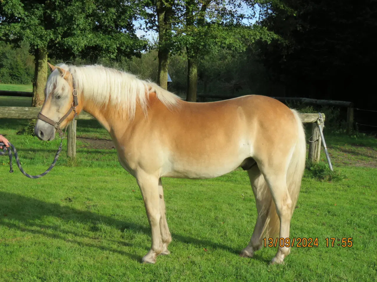 Billede 2 - Hest - 2½ års haflinger sælges