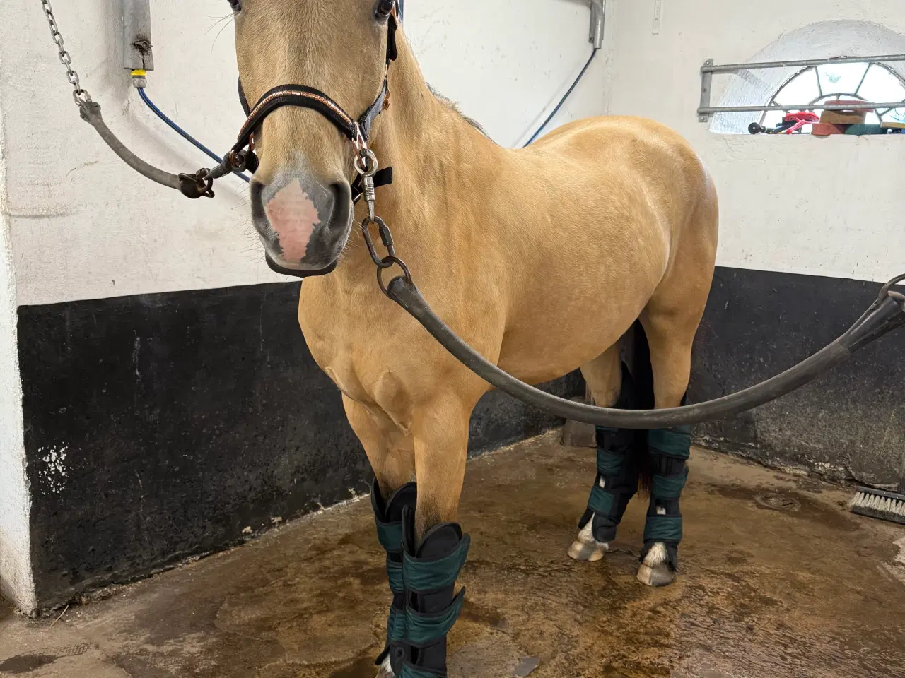 Billede 12 - Dine nye bedste ven