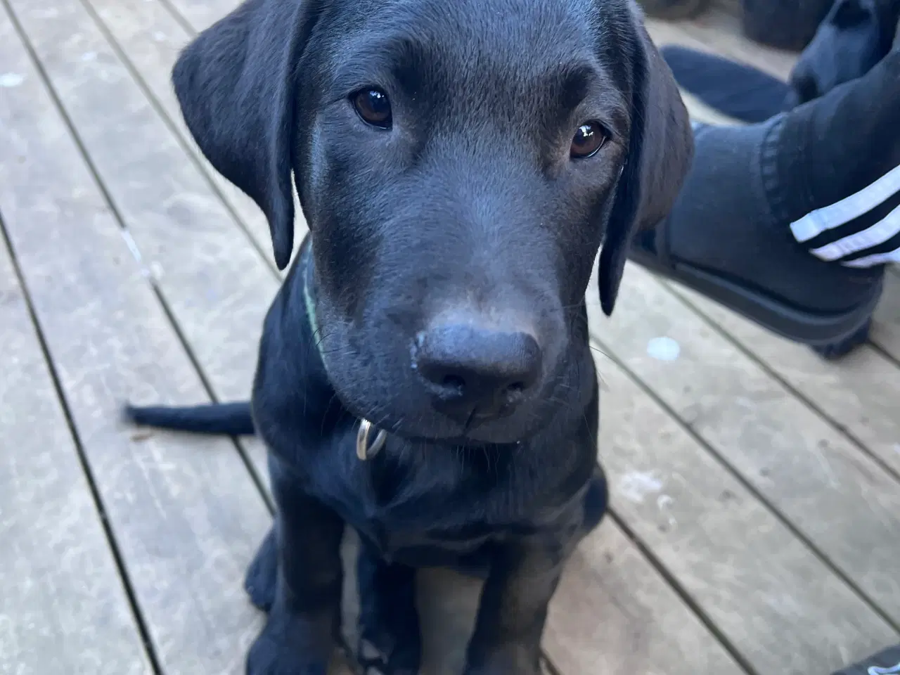 Billede 7 - Sødeste labrador hvalp
