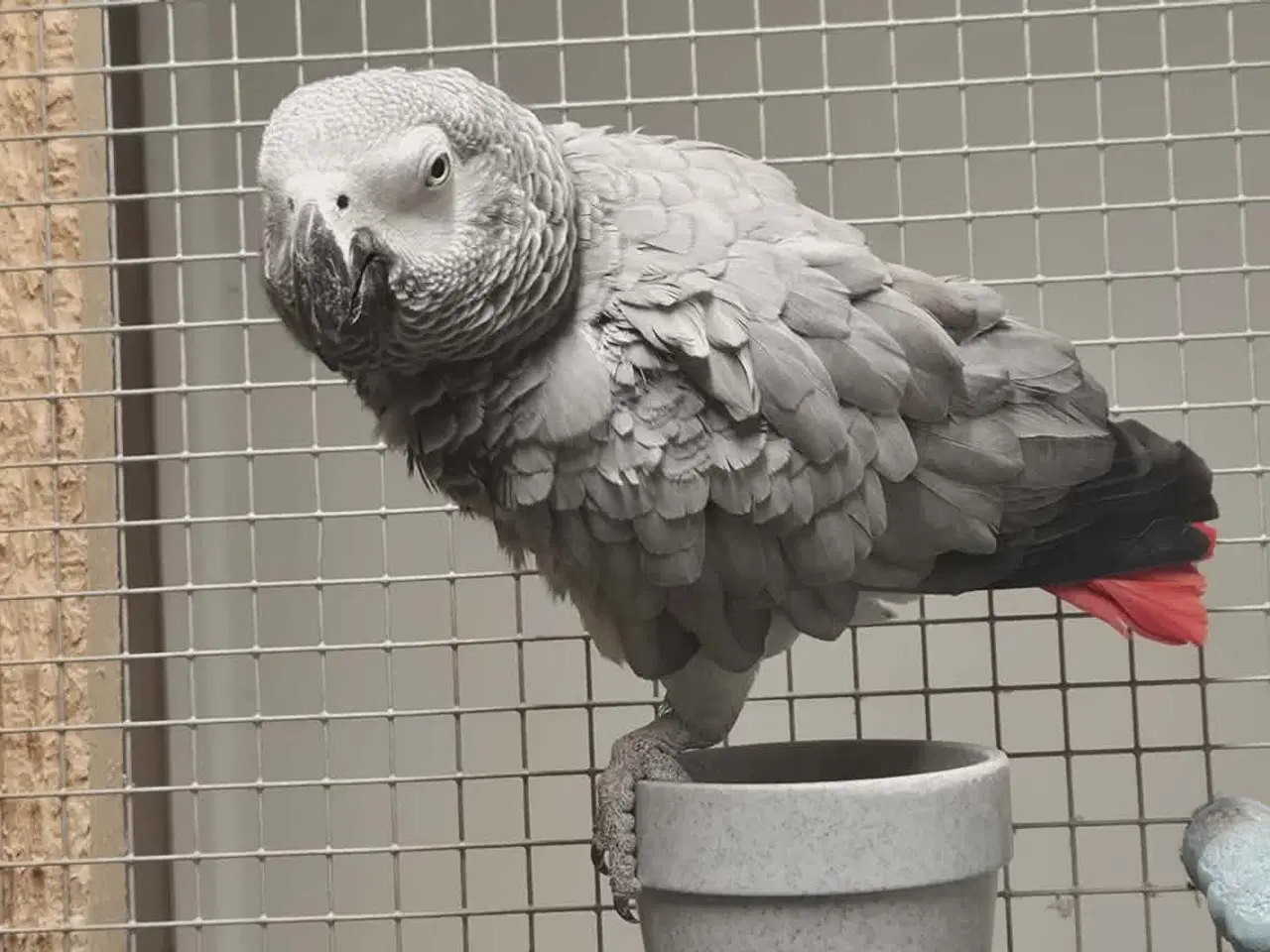 Billede 6 - 2 x Grå jaco & 1x Venuezela -papegøjer fælles hjem