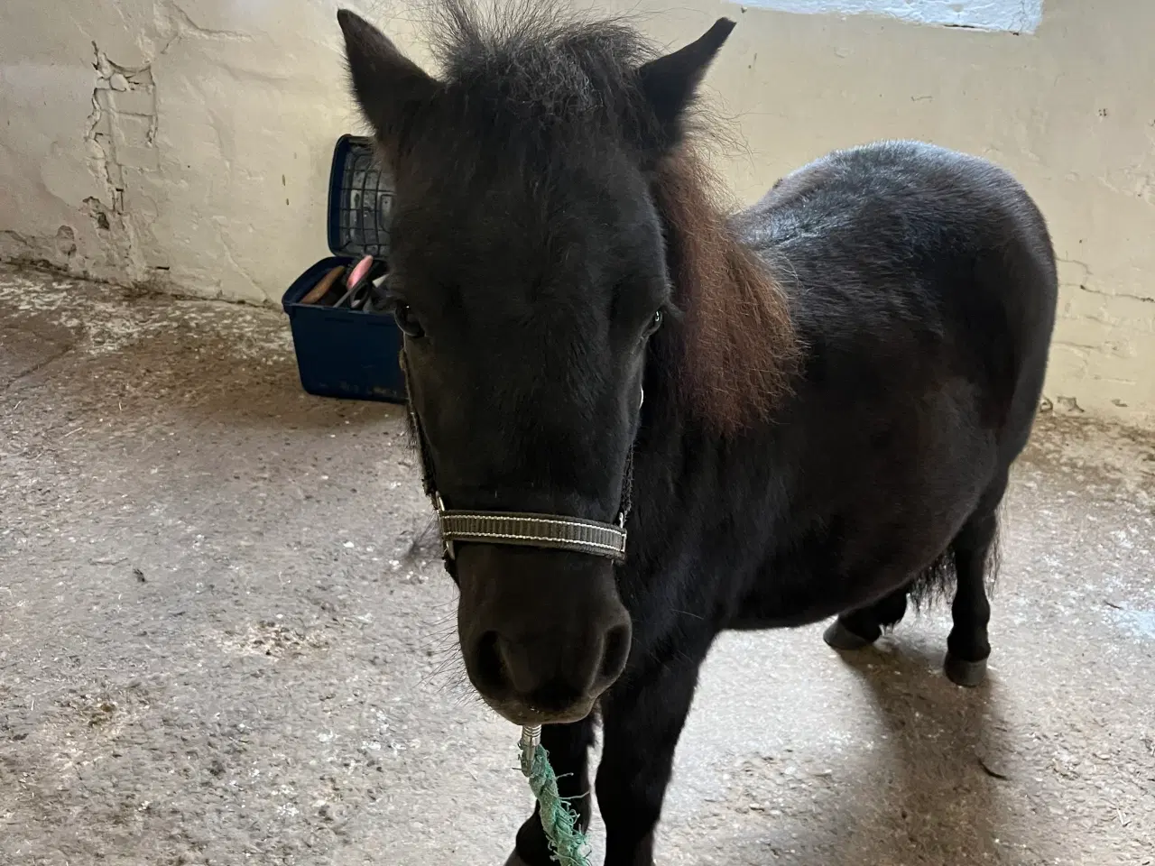 Billede 8 - Sort Shetlænder pony søger kærlig familie