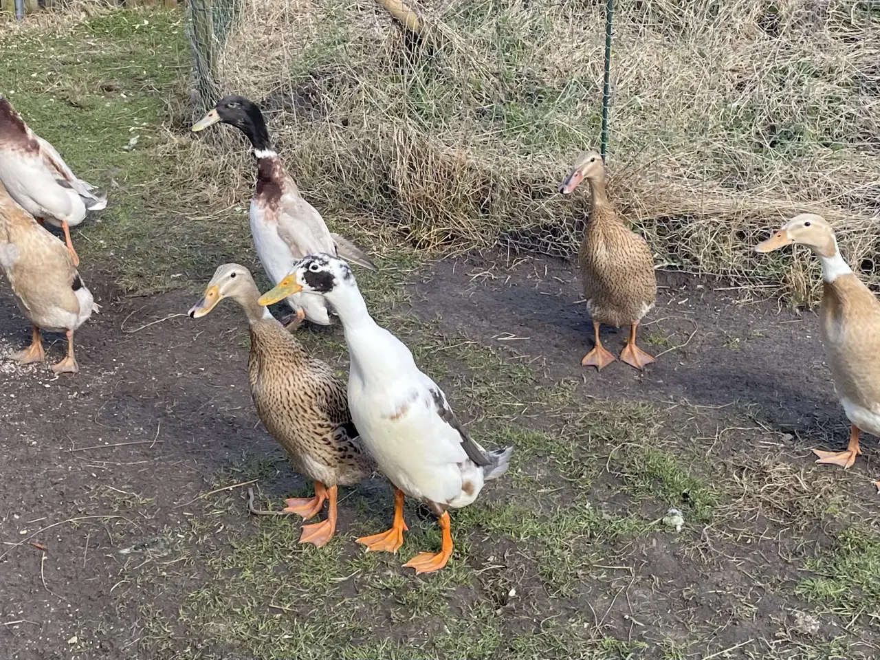 Billede 2 - Rugeæg fra løbeænder