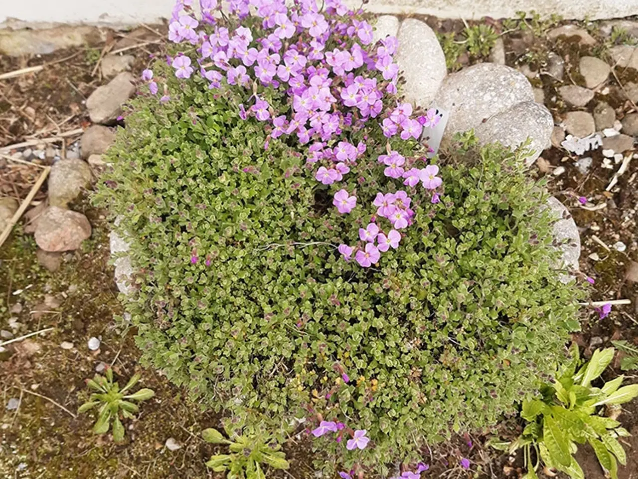 Billede 3 - Havekrukke