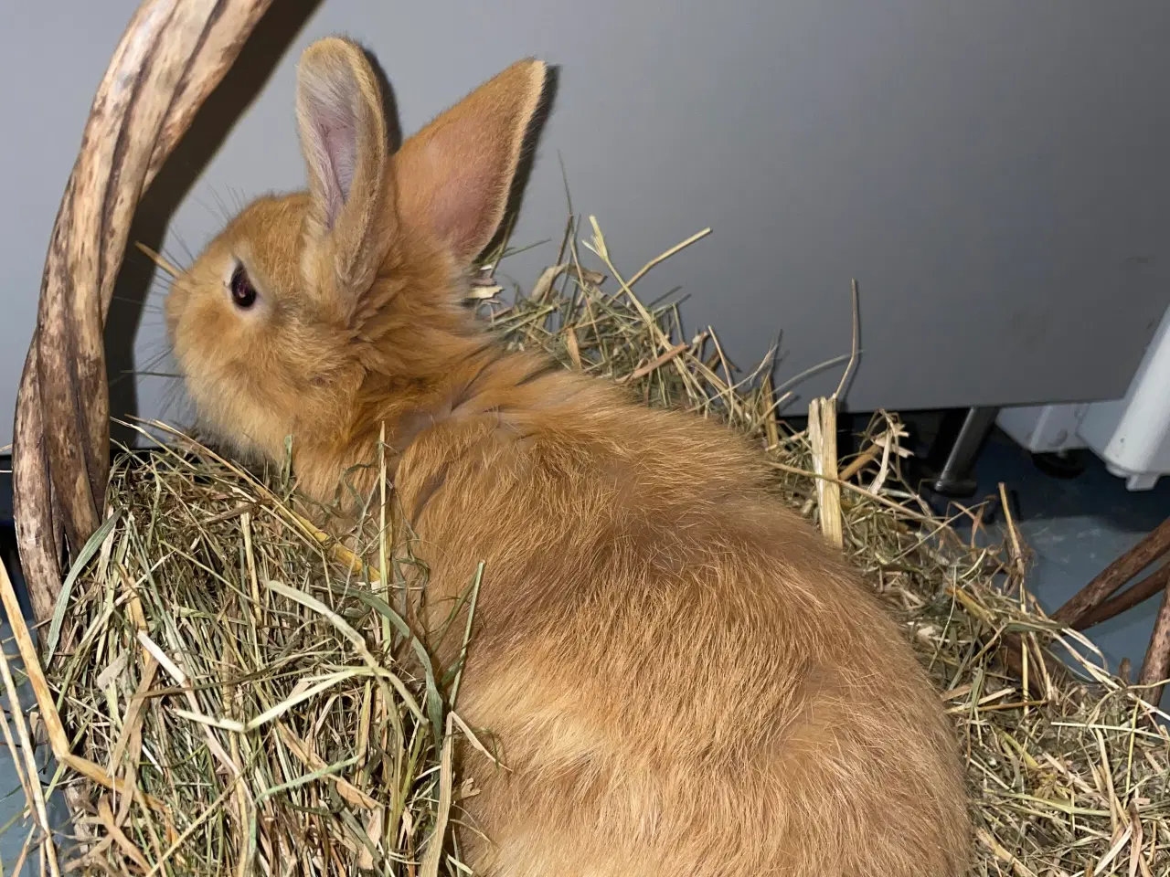 Billede 16 - Kaniner 